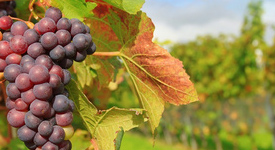 České vinařské závody, akciová společnost navazují na bohatou tradici výroby vína v Čechách a Moravě. Orientují se na výrobu nasládlých značkových vín.