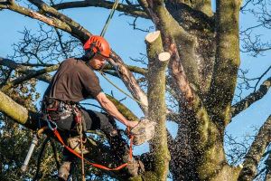 tree pruning prague BAOBAB - care of greenery Ltd.