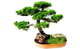 t idy bonsaji praha Svět bonsají - bonsai shop