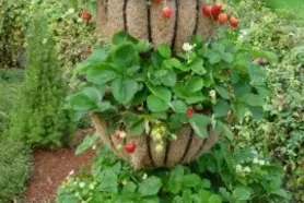 Jahody z vlastní zahrady