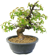 t idy bonsaji praha Svět bonsají - bonsai shop